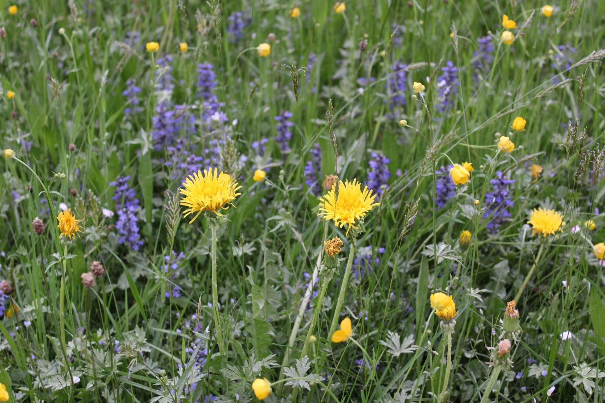 Naturparadies Silvia * Alberschwende